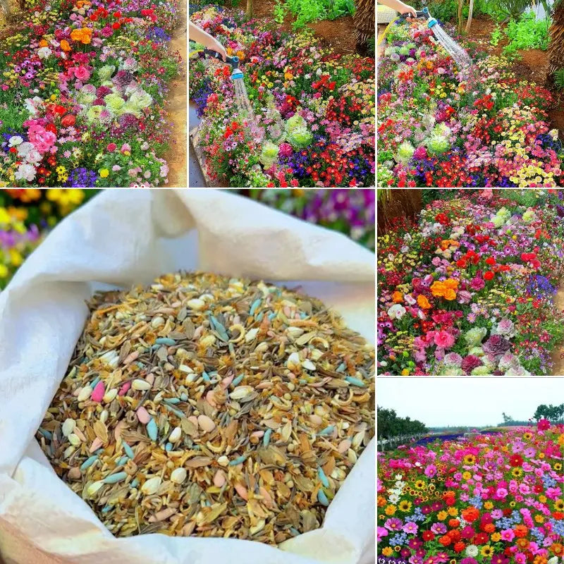 ❤️Flat 50% OFF🏷️ - Varieties of Flower Seeds (Pack of 100)