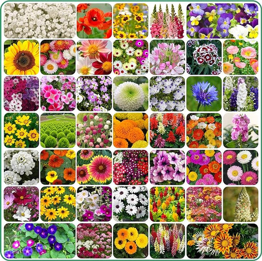 ❤️Flat 50% OFF🏷️ - Varieties of Flower Seeds (Pack of 100)